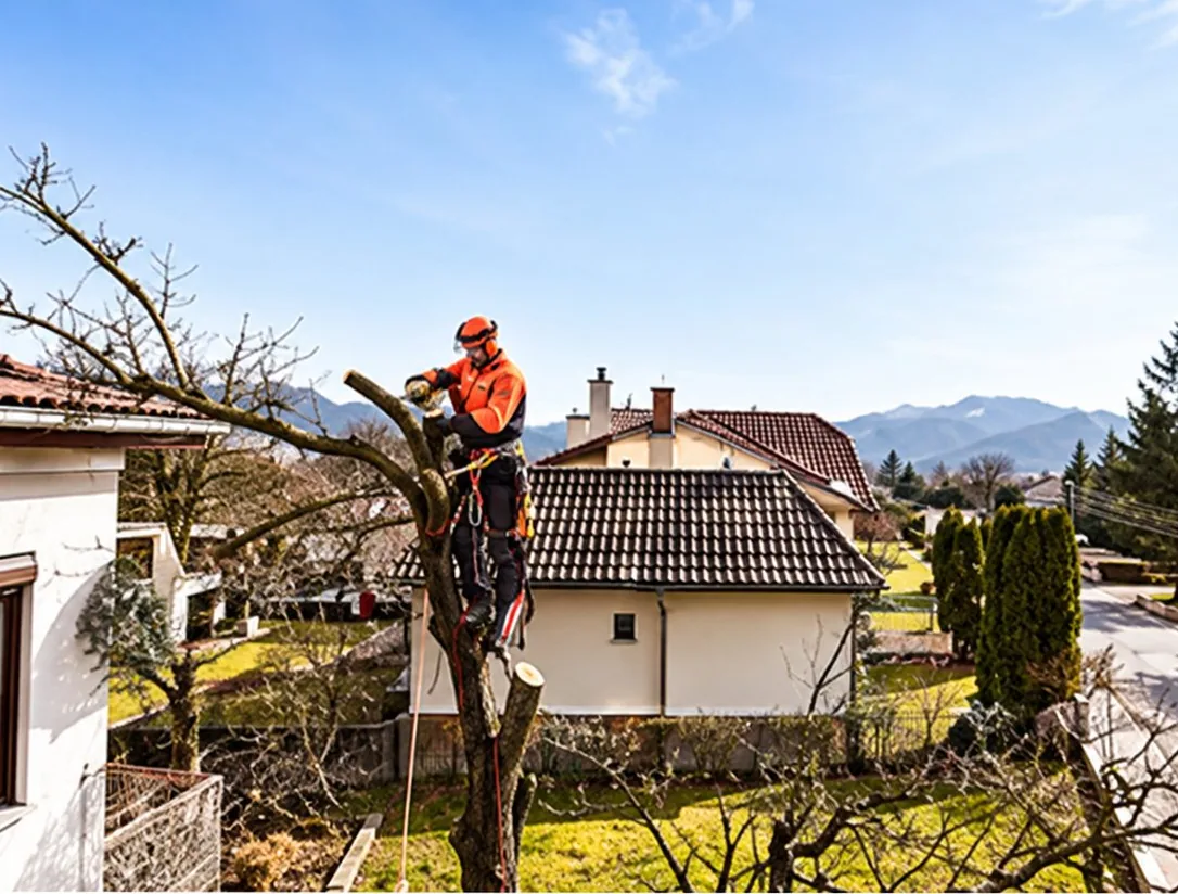 Un élagueur en tenue orange est perché dans un arbre taillé à côté de maisons, avec des collines en arrière-plan.