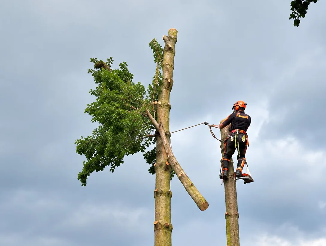 Un élagueur encordé travaille en hauteur sur un tronc d'arbre partiellement coupé, sous un ciel nuageux.